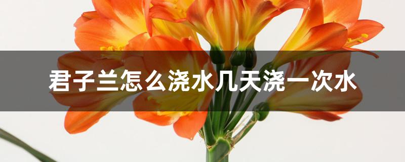 君子兰怎么浇水几天浇一次水 君子兰怎么浇水几天浇一次水