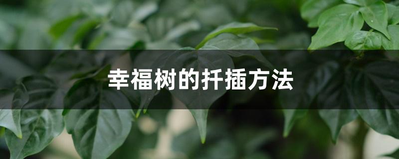幸福树的扦插方法 幸福树的扦插方法