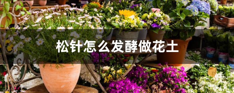 松针怎么发酵做花土 松针怎么发酵做花土