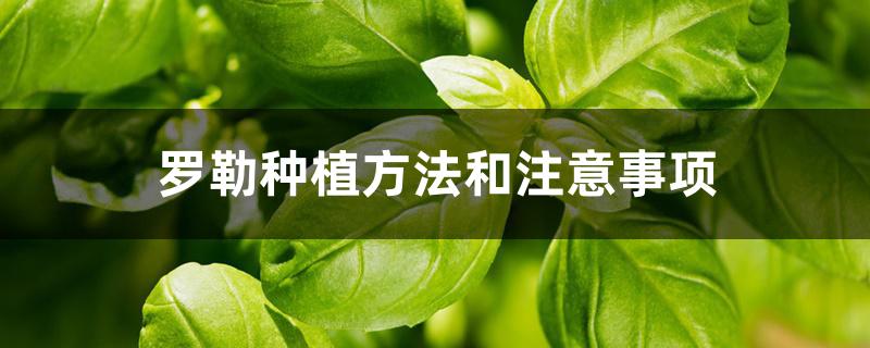 罗勒种植方法和注意事项 罗勒种植方法和注意事项