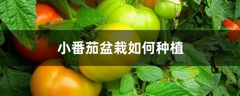 小番茄盆栽如何种植 小番茄盆栽如何种植