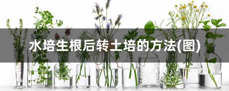 水培生根后转土培的方法(图) 水培生根后转土培的方法(图)