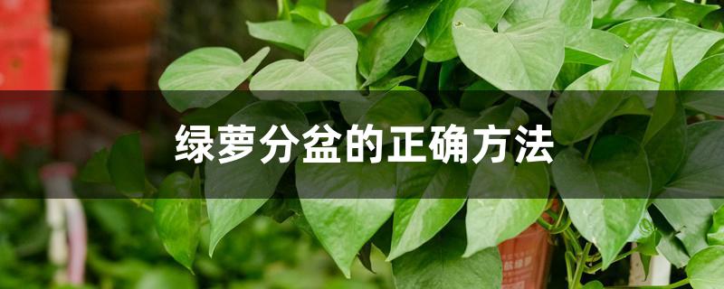 绿萝分盆的正确方法 绿萝分盆的正确方法