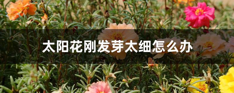 太阳花刚发芽太细怎么办 太阳花刚发芽太细怎么办