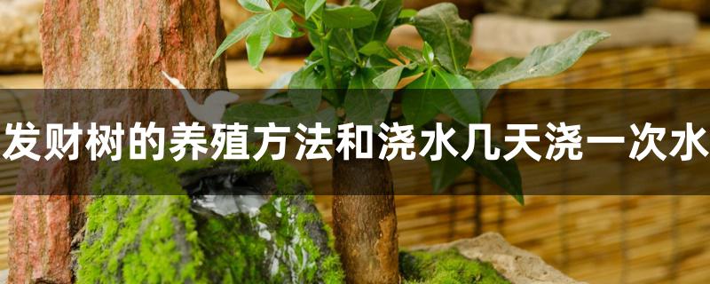 发财树的养殖方法和浇水几天浇一次水 发财树的养殖方法和浇水几天浇一次水