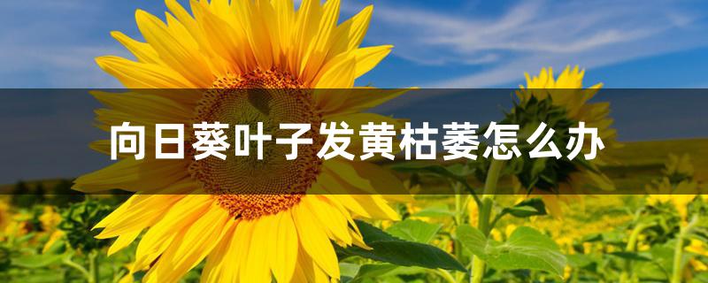 向日葵叶子发黄枯萎怎么办 向日葵叶子发黄枯萎怎么办