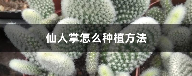 仙人掌怎么种植方法 仙人掌怎么种植方法