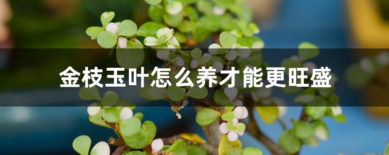 金枝玉叶怎么养才能更旺盛 金枝玉叶怎么养才能更旺盛