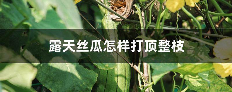 露天丝瓜怎样打顶整枝 露天丝瓜怎样打顶整枝