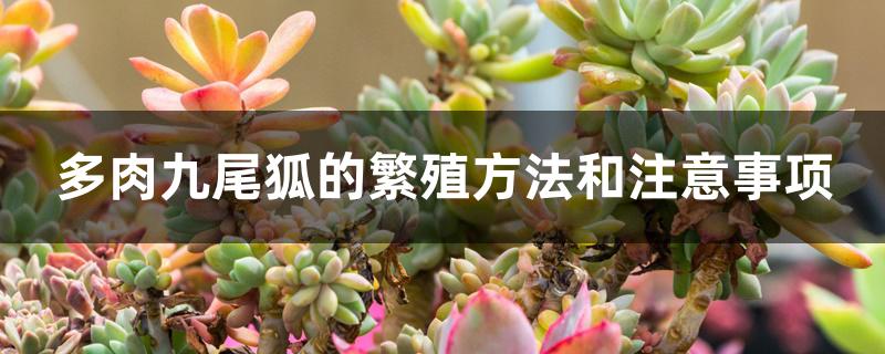多肉九尾狐的繁殖方法和注意事项