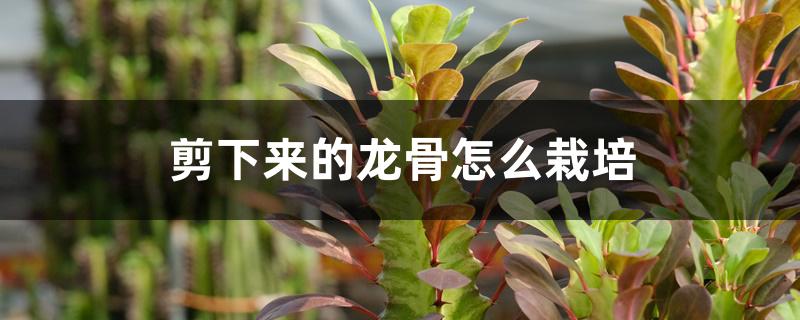 剪下来的龙骨怎么栽培 剪下来的龙骨怎么栽培