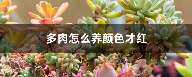 多肉怎么养颜色才红 多肉怎么养颜色才红