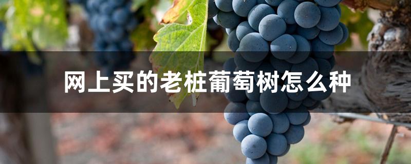 网上买的老桩葡萄树怎么种 网上买的老桩葡萄树怎么种