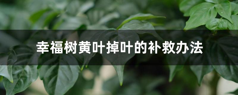 幸福树黄叶掉叶的补救办法