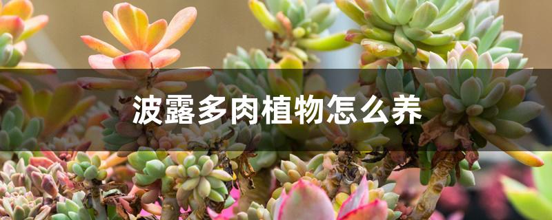 波露多肉植物怎么养 波露多肉植物怎么养