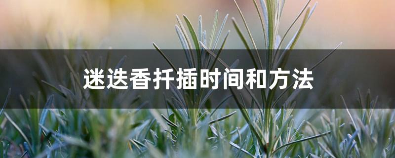 迷迭香扦插时间和方法