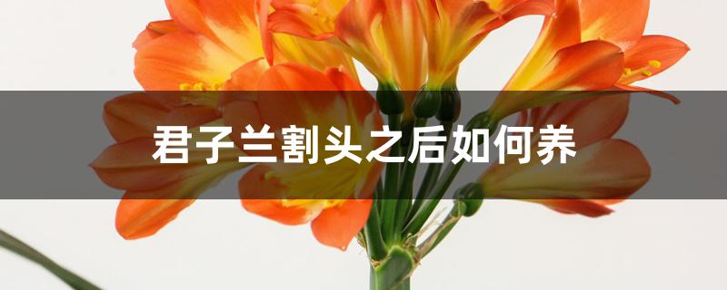 君子兰割头之后如何养 君子兰割头之后如何养