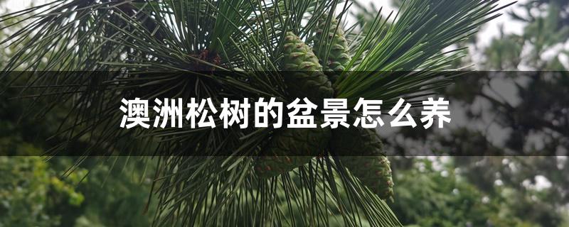 澳洲松树的盆景怎么养 澳洲松树的盆景怎么养