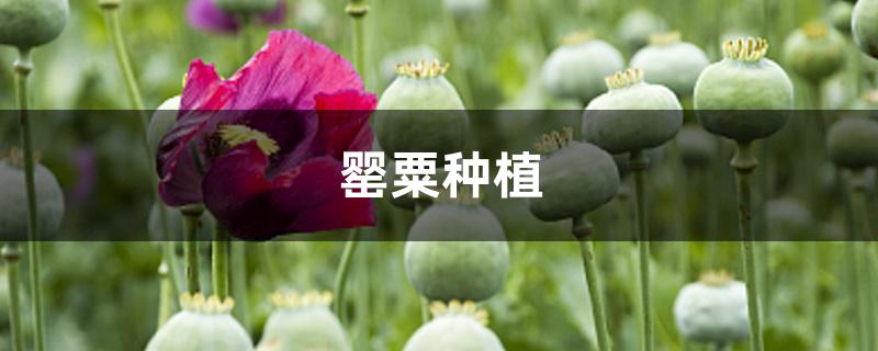 罂粟种植 罂粟种植
