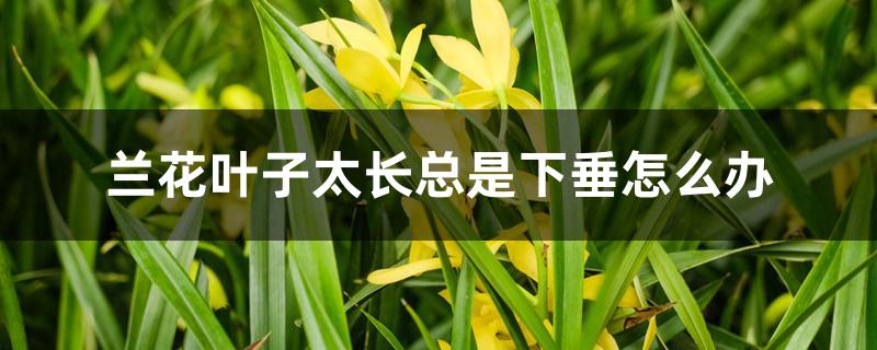 兰花叶子太长总是下垂怎么办 兰花叶子太长总是下垂怎么办