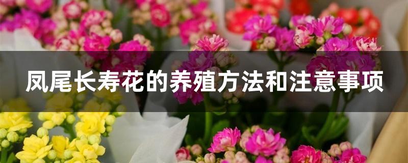 凤尾长寿花的养殖方法和注意事项 凤尾长寿花的养殖方法和注意事项