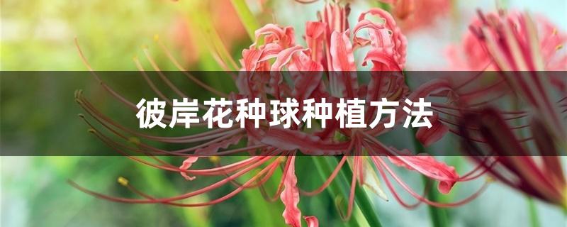 彼岸花种球种植方法 彼岸花种球种植方法
