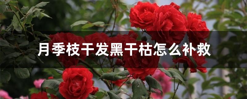 月季枝干发黑干枯怎么补救 月季枝干发黑干枯怎么补救