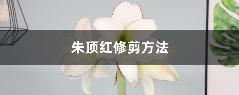 朱顶红修剪方法 朱顶红修剪方法