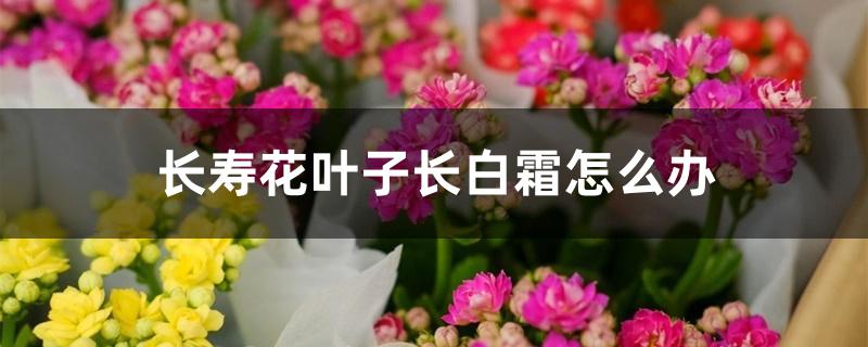 长寿花叶子长白霜怎么办 长寿花叶子长白霜怎么办