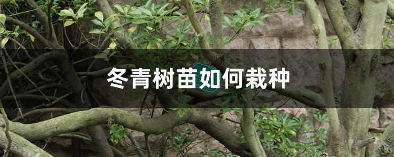 冬青树苗如何栽种 冬青树苗如何栽种