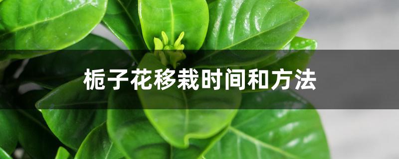 栀子花移栽时间和方法 栀子花移栽时间和方法