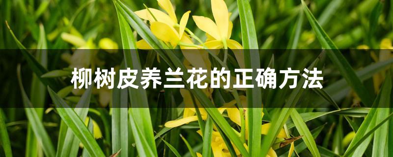 柳树皮养兰花的正确方法 柳树皮养兰花的正确方法