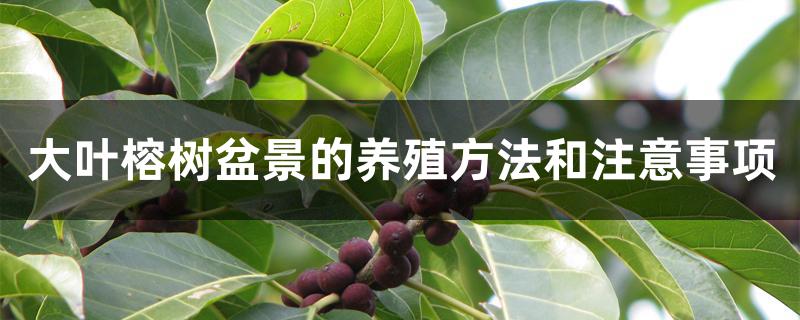 大叶榕树盆景的养殖方法和注意事项 大叶榕树盆景的养殖方法和注意事项