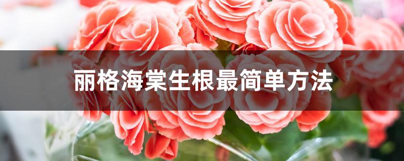 丽格海棠生根最简单方法 丽格海棠生根最简单方法
