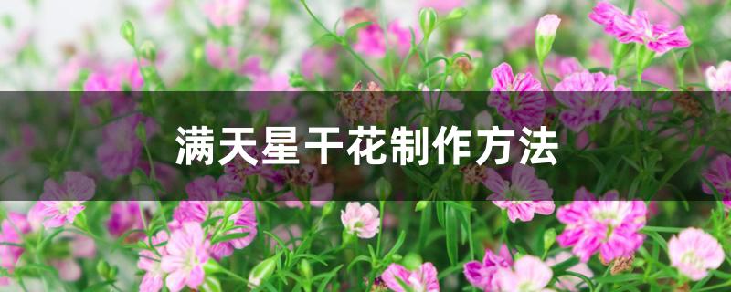 满天星干花制作方法 满天星干花制作方法