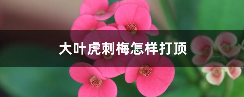 大叶虎刺梅怎样打顶 大叶虎刺梅怎样打顶