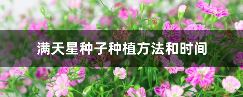 满天星种子种植方法和时间 满天星种子种植方法和时间