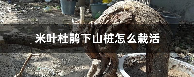 米叶杜鹃下山桩怎么栽活 米叶杜鹃下山桩怎么栽活