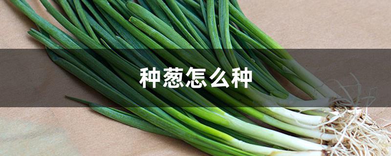 种葱怎么种 种葱怎么种