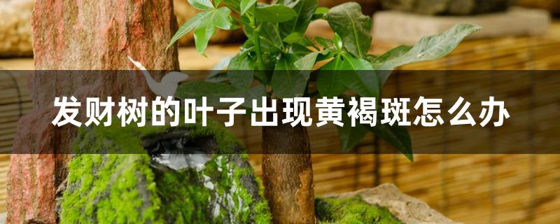 发财树的叶子出现黄褐斑怎么办 发财树的叶子出现黄褐斑怎么办