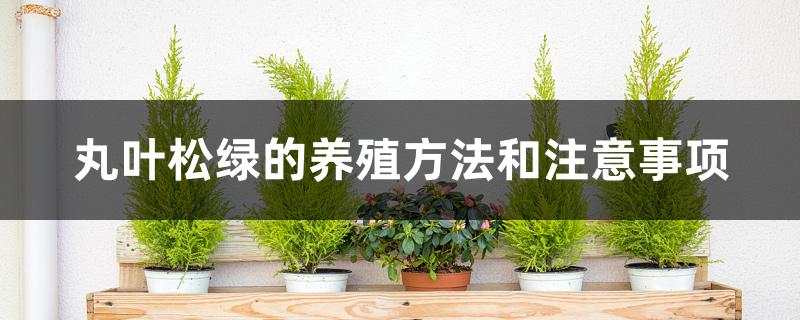 丸叶松绿的养殖方法和注意事项 丸叶松绿的养殖方法和注意事项