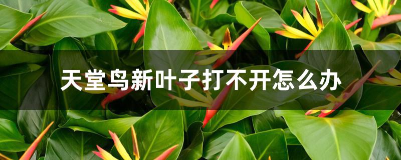 天堂鸟新叶子打不开怎么办 天堂鸟新叶子打不开怎么办
