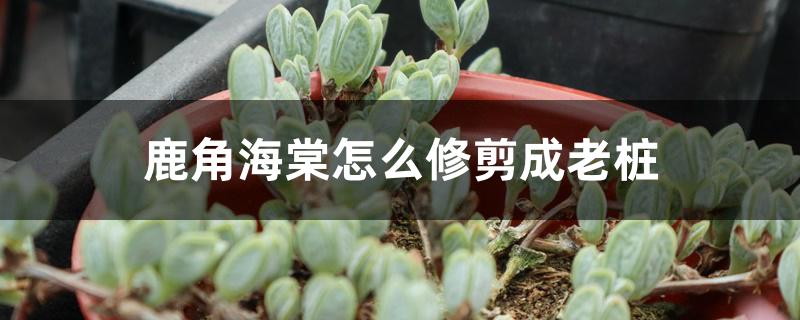 鹿角海棠怎么修剪成老桩 鹿角海棠怎么修剪成老桩