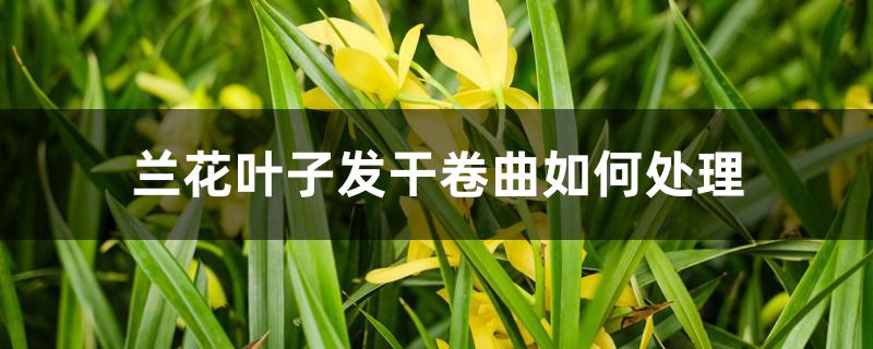 兰花叶子发干卷曲如何处理