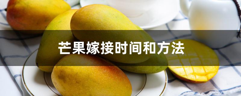 芒果嫁接时间和方法