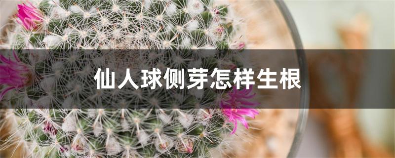 仙人球侧芽怎样生根 仙人球侧芽怎样生根