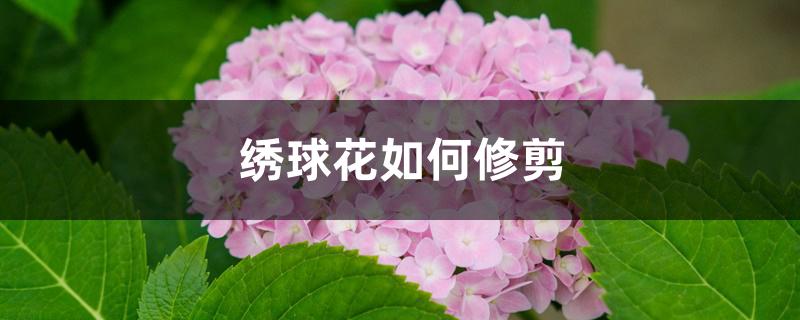 绣球花如何修剪 绣球花如何修剪