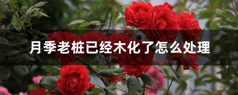 月季老桩已经木化了怎么处理 月季老桩已经木化了怎么处理