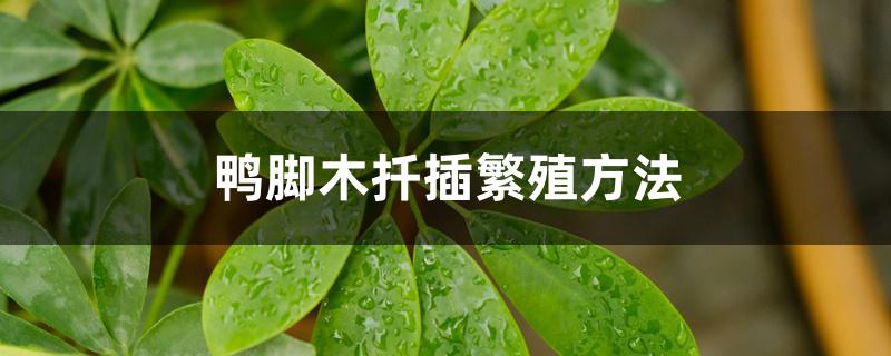 鸭脚木扦插繁殖方法 鸭脚木扦插繁殖方法