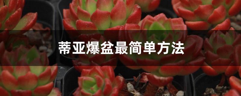 蒂亚爆盆最简单方法 蒂亚爆盆最简单方法
